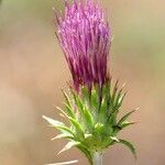 Cirsium andersonii Flor