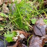 Equisetum scirpoides Blad