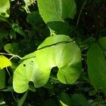 Aristolochia ringens 葉