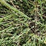 Dianthus pungens Blatt