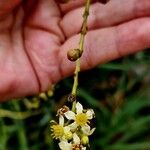 Boswellia sacra Fruit