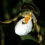 Cypripedium candidum Blüte