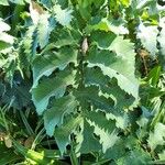 Melianthus major Blatt