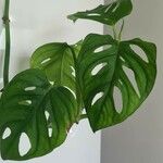 Monstera adansonii Leaf