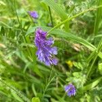 Vicia craccaफूल