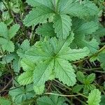 Potentilla anglica Лист