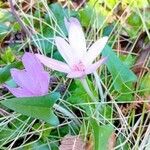 Colchicum lusitanum 整株植物