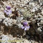 Chaenorhinum grandiflorum Habit