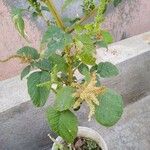 Amaranthus spinosusLeaf