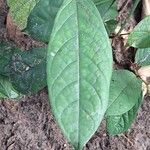 Dichapetalum lujae Hoja