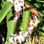 Alpinia zerumbet Bloem