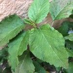 Amaranthus viridis Leaf