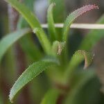 Androsace halleri Leaf