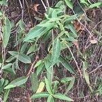 Schisandra propinqua Leaf