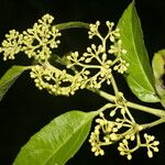 Cissus verticillata Ліст