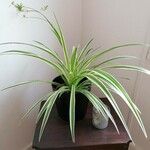 Chlorophytum comosum (Thunb.) Jacques葉