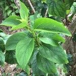 Philadelphus lewisii Foglia