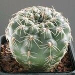 Gymnocalycium baldianum Habit
