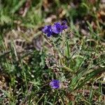 Phacelia distans Elinympäristö