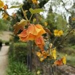 Fremontodendron californicum Cvet