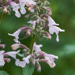 Nepeta grandiflora Blodyn