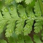 Athyrium filix-femina Blad