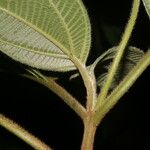 Loreya mespiloides Frunză