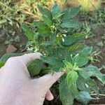 Solanum chenopodioides Blomst