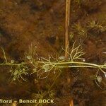 Utricularia ochroleuca Sonstige