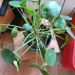 Pilea peperomioidesLeaf