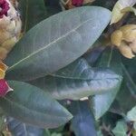 Rhododendron yakushimanum Leaf
