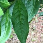 Brunfelsia pauciflora برگ