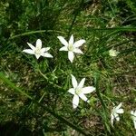 Ornithogalum gussonei Floare