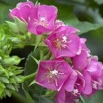 Dombeya burgessiae Цвят