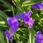 Tradescantia × andersoniana Flower