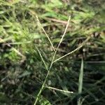 Paspalum scrobiculatum Flower