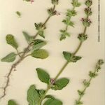 Salvia viridis Other