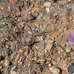 Calochortus flexuosus Blodyn