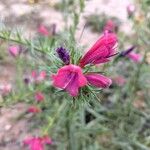 Echium creticum Blomma