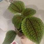 Pilea mollis Hoja