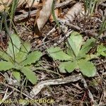 Arnoseris minima Habitus