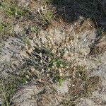 Iberis procumbens Habitat