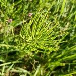 Equisetum arvenseLeaf