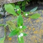 Myosotis sparsiflora Blodyn