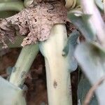 Brassica oleracea Rinde