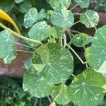 Tropaeolum minus Leaf