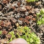Galium pseudohelveticum 形態