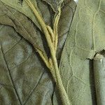 Solanum semotum Other