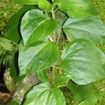 Sinclairia polyantha Altul/Alta