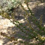 Adenostoma fasciculatum Leaf